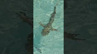 SNORKELING WITH SHARKS  HOUSEREEF IN MALDIVES REETHI [upl. by Semaj51]