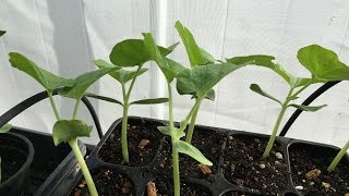 How to start bottle gourd seeds [upl. by Barthold]