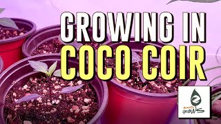 How to prep COCO COIR for indoor growing [upl. by Nurat]