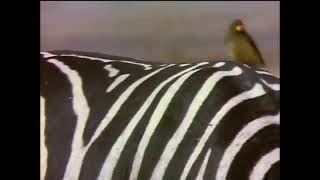 Baby Einstein Stock Footage  Oxpecker On Zebra [upl. by Imyaj]