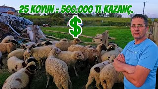 25 Koyundan YILDA 500000 TL Kazanç  Köyde EN HIZLI PARA KAZANDIRAN HAYVAN [upl. by Naerol]