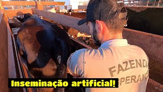 COMO FUNCIONA O PROTOCOLO DE IATF EM BOVINOS Inseminando 13 vacas em um só dia [upl. by Jadd]