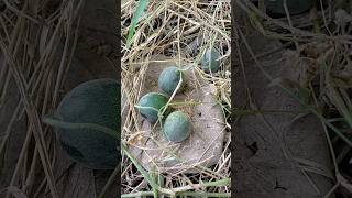 Cucamelon Fruit  Chibber Fruit [upl. by Cawley]