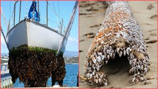 INCREDIBLE AND INGENIOUS Barnacles Removing From ShipSATISFYING Barnacles Removing Proces3 [upl. by Vine]