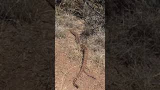 Large rattlesnake dug up on a construction site [upl. by Riatsila217]