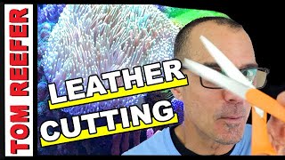 CUTTING LEATHER TOADSTOOL CORAL  QA 45 [upl. by Lleynod446]