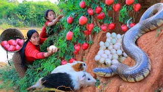 survival in the rainforest  Catch Snake egg in forest  Cooking Snake for dog Eating delicious [upl. by Glenine]