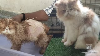 lime sulfur dip  Complete Bath Use For Fungal  Scabies  Doubts  Result  Ak meow Persian [upl. by Aroved247]