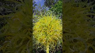 Chihuly in the Garden 2016  Atlanta Botanical Garden  Part 1 shorts art glass [upl. by Albarran873]