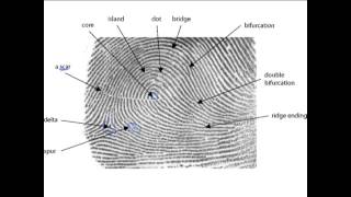 44 Fingerprint Characteristics [upl. by Moulton]