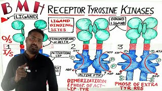 Receptor Tyrosine Kinases RTK  RTK Signaling [upl. by Anod]