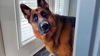 Why German Shepherds are the FUNNIEST DOGS 🐶 [upl. by Ayanahs]