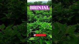 The science of Brinjal🍆 brinjal vegetables shorts [upl. by Einaej]