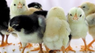 Cute Baby Chickens  Funny Baby chicks [upl. by Jayson66]