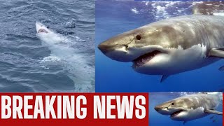 Cannibal great white sharks in Bermuda Triangle hunting other jaws [upl. by Myriam131]