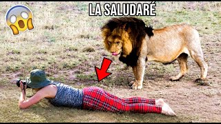 Animales SALVAJES siendo CARIÑOSOS captados en vídeo [upl. by Ecnerual343]