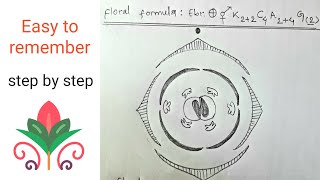 How to draw floral diagram of cruciferae  Brassica campestris  Most easy way  Step by step [upl. by Namlaz]