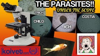 Fish parasites under the microscope Ich Trich Costia Chilodonella Flukes and Argulus [upl. by Ahsytal]