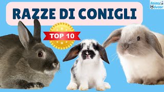 Razze di Conigli Domestici Scopri Le più Diffuse 🐰🐰 [upl. by Ordnagela366]