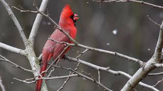 Northern Cardinal singing in the snow [upl. by Ardnahsal]