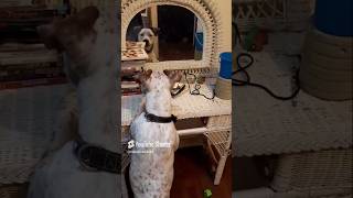 Dog barking video shorts dogsbarking dogs [upl. by Aerdied]