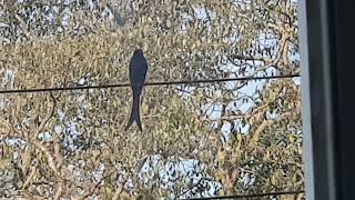 forktailed drongocuckoo Surniculus dicruroides at Ansabhat Mapusa 151 [upl. by Aehtna233]