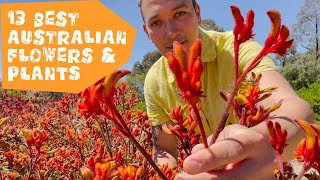 13 Best Australian Native Plants  Experience Travel [upl. by Notnert]