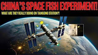 China Unveils MindBlowing Space Experiment Zebrafish Successfully Breed in Tiangong [upl. by Folsom]