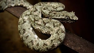 Eyelash pit viper silvergreen morph Bothriechis schlegelii [upl. by Durtschi]