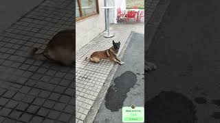 Da igual que estés en el bar tomando algo no te engañes cualquier sitio es bueno para entrenar 🐕‍🦺 [upl. by Naxor]