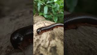 Huge Millipede  African Gaint Millipede  milipede forest insects [upl. by Cordell]