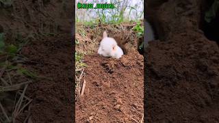 KELINCI TANAH 🌿❤️🐰😱 funny cute trendingshorts kelinci rabbit subscribe subscribers shorts [upl. by Whipple517]