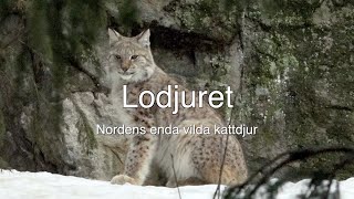 Lodjuret [upl. by Juliann]