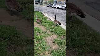 Cackler Geese at office Lenexa Olathe Overland Park Kansas City Kansas [upl. by Ramses]