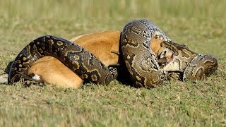 Lion vs Python HD  Must see [upl. by Mickelson]