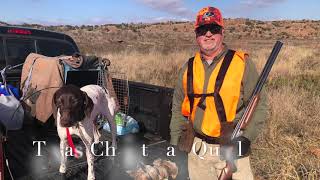 Texas Christmas Quail Hunting [upl. by Hi118]