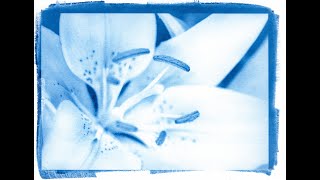 Making a New Cyanotype  Start to Finish [upl. by Crescantia]