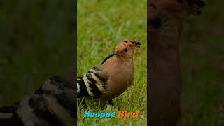 Hoopoe Bird [upl. by Aicirtac]