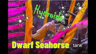 Hydroids Pt 1  Dwarf Seahorse Tank  Prevention [upl. by Narhem986]