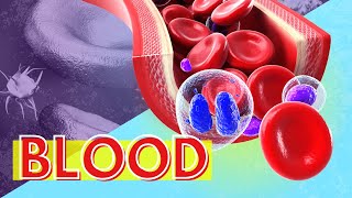 Blood Structure and Function Why is Blood Important [upl. by Melisandra821]