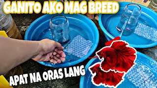 HOW TO BREED BETTA FISH [upl. by Saylor]