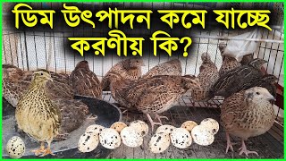 কোয়েল পাখির ডিম উৎপাদন কমে যাচ্ছে কেনো  Quail Farming  Koyel pakhi palon  Koel Pakhi Palon [upl. by Eilime]