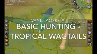 Tropical Wagtails OSRS Beginner Hunting Guide [upl. by Alyda945]