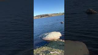 Oberon dam NSW trout fishing fishing [upl. by Iatnohs]