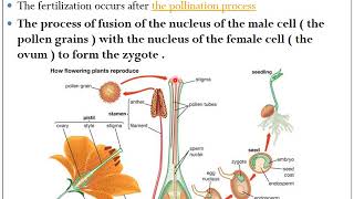 Fertilization and Parthenocarpy  HORT 111  Dr P R Chaudhary [upl. by Namron]