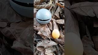 are you scared🤣 finding big snails and colored eggs snail shortvideo [upl. by Aser367]