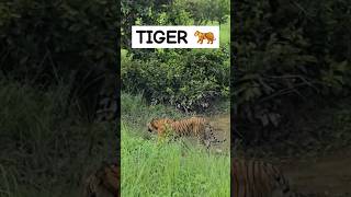 TIGER after kill at jim Corbett shorts youtubrshorts viralshorts [upl. by Starkey270]