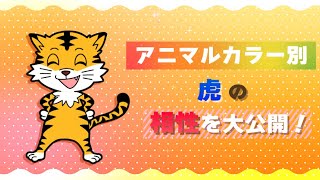 【動物占い】虎のアニマルカラー別相性を大公開！ [upl. by Acinehs]