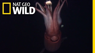 Squid The Deep Sea Devils  Deep Sea Killers [upl. by Arymat]