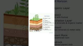 soil profile  soil horizons  soil science ncert geography  soil layers in India [upl. by Eteragram]